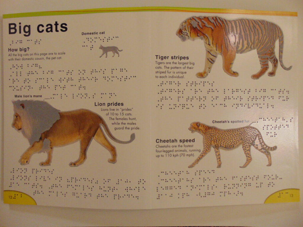pages 12 and 13 of the book, page 12:  “Big cats” is written in a black print and braille on the top left, underneath in braille and print is “How big?  All the big cats on this page are to scale with their domestic cousin, the pet cat.”  To the right of the paragraph is “Domestic cat” in print and braille with a tactile image.  The bottom of the page has an image of a lion with a tactile mane and tail and reads in print and braille:  “Lion prides  Lions live in ‘prides’ of 10 to 15 cats.  The females hunt, while the males guard the pride.”  Above the lion is a line connecting its mane to the description in print and braille “Male lion’s mane”
Page 13:  The top of the page has an image of a tiger with tactile stripes and reads in print and braille “Tiger stripes  Tigers are the largest big cats.  The pattern of their striped fur is unique to each individual.”  The bottom of the page has an image of a cheetah with tactile spots and reads in print and braille “Cheetah speed  Cheetahs are the fastest four-legged animals, running up to 110 kph (70 mph).”  To the right of the cheetah is a line connecting the cheetah to the description in print and braille “Cheetah’s spotted fur”