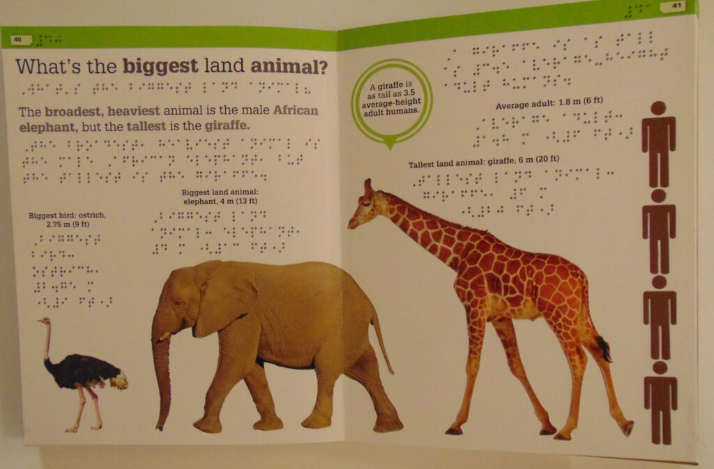 Image Description:  pages 40 & 41
Page 40:  top of page in print and braille reads “What’s the biggest land animal?” underneath in print and braille “The broadest, heaviest animal in the male African elephant, but the tallest is the giraffe.”  Underneath to the left is raised image of an ostrich with the caption in print and braille “Biggest bird:  ostrich, 2.5 m (9 ft)” to the right is a raised image of an elephant with the caption in print and braille “Biggest land animal:  elephant 4 m (13 ft)”  
Page 41:  across from the elephant is a raised image of a giraffe with the caption in print and braille “Tallest land animal:  giraffe 6 m (20 ft)” to the right is four raised images of outlines of a human with the caption in print and braille “Average adult:  1.8 m (6 ft)”  at the top of the page is a caption in print with a green circle and a braille translation that reads “A giraffe is as tall as 3.5 average-height adult humans.”
